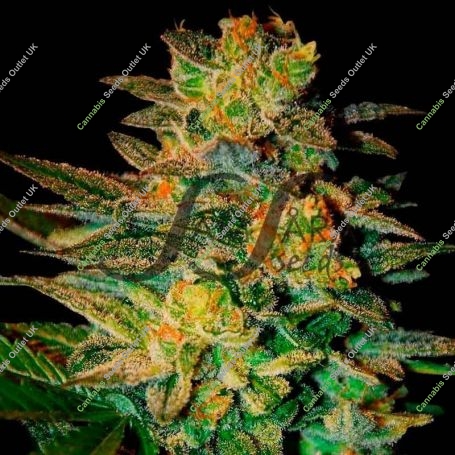 Spiritual Punk Feminized Marijuana Strain by Samsara For Sale Online at Cannabis Seeds Outlet