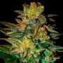 Spiritual Punk Feminized Marijuana Strain by Samsara For Sale Online at Cannabis Seeds Outlet