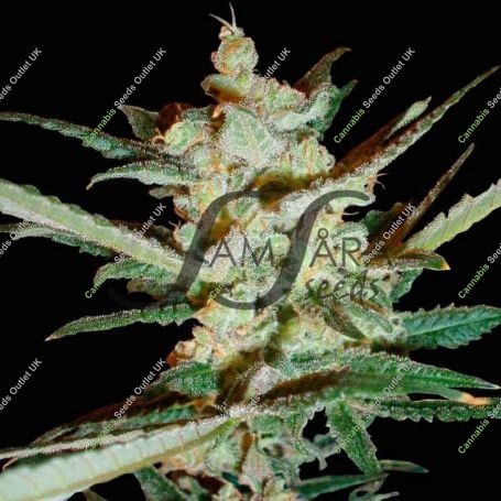 Supersonic Crystal Storm Auto Feminized Marijuana Strain by Samsara For Sale Online at Cannabis Seeds Outlet