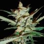 Supersonic Crystal Storm Auto Feminized Marijuana Strain by Samsara For Sale Online at Cannabis Seeds Outlet