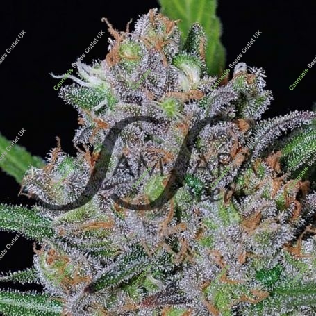 Sweet Black Angel Feminized Marijuana Strain by Samsara For Sale Online at Cannabis Seeds Outlet