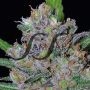 Sweet Black Angel Feminized Marijuana Strain by Samsara For Sale Online at Cannabis Seeds Outlet