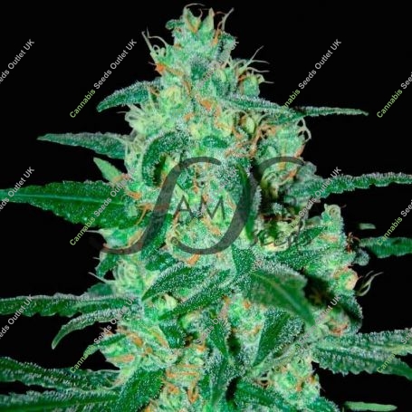 Thunder Bloody Mary Auto Feminized Marijuana Strain by Samsara For Sale Online at Cannabis Seeds Outlet