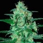 Thunder Bloody Mary Auto Feminized Marijuana Strain by Samsara For Sale Online at Cannabis Seeds Outlet