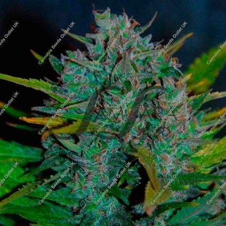 Ultraviolet Auto Feminized Marijuana Strain by Samsara For Sale Online at Cannabis Seeds Outlet
