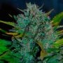 Ultraviolet Auto Feminized Marijuana Strain by Samsara For Sale Online at Cannabis Seeds Outlet