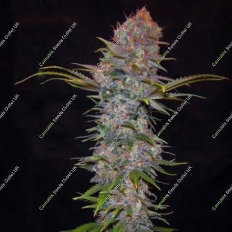 Jock Horror Auto Feminized Marijuana Strain by Nirvana For Sale Online at Cannabis Seeds Outlet