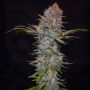 Jock Horror Auto Feminized Marijuana Strain by Nirvana For Sale Online at Cannabis Seeds Outlet
