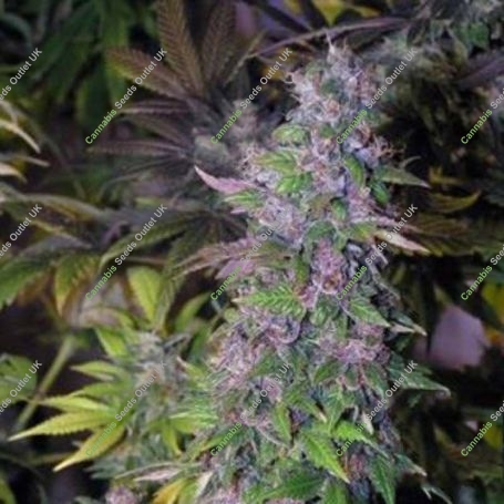 Black jack Feminized Marijuana Strain by Nirvana For Sale Online at Cannabis Seeds Outlet