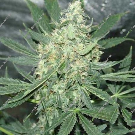 Hawaii Maui Waui Regular Marijuana Strain by Nirvana For Sale Online at Cannabis Seeds Outlet