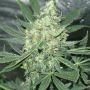 Hawaii Maui Waui Regular Marijuana Strain by Nirvana For Sale Online at Cannabis Seeds Outlet
