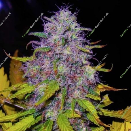 Jock Horror Regular Marijuana Strain by Nirvana For Sale Online at Cannabis Seeds Outlet