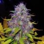 Jock Horror Regular Marijuana Strain by Nirvana For Sale Online at Cannabis Seeds Outlet