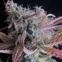 Raspberry Cough Regular Marijuana Strain by Nirvana For Sale Online at Cannabis Seeds Outlet