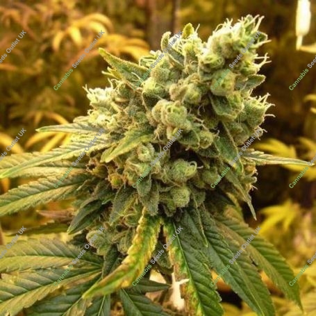 Sour Diesel Feminized Marijuana Strain by Nirvana For Sale Online at Cannabis Seeds Outlet
