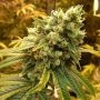Sour Diesel Feminized Marijuana Strain by Nirvana For Sale Online at Cannabis Seeds Outlet