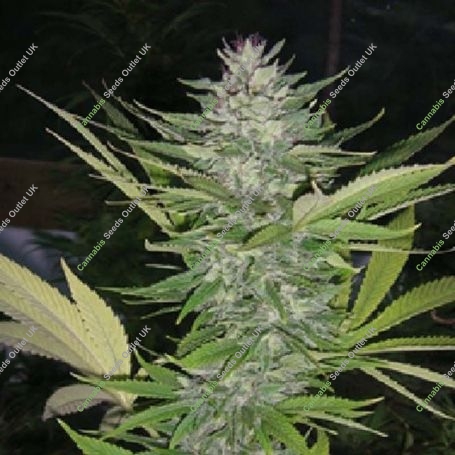 Brainwarp Regular Marijuana Strain by Secret Valley For Sale Online at Cannabis Seeds Outlet