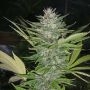 Brainwarp Regular Marijuana Strain by Secret Valley For Sale Online at Cannabis Seeds Outlet