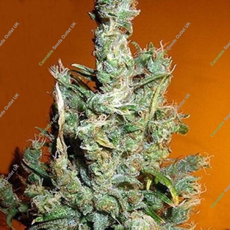 Jamaican Grape Regular Marijuana Strain by Secret Valley For Sale Online at Cannabis Seeds Outlet