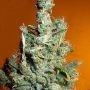 Jamaican Grape Regular Marijuana Strain by Secret Valley For Sale Online at Cannabis Seeds Outlet