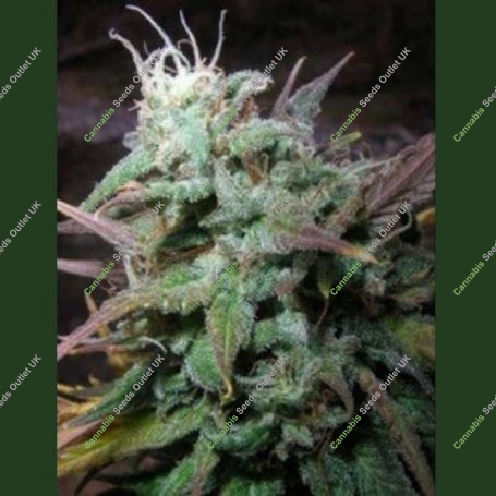 Northern Flame Regular Marijuana Strain by Secret Valley For Sale Online at Cannabis Seeds Outlet