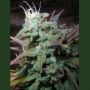 Northern Flame Regular Marijuana Strain by Secret Valley For Sale Online at Cannabis Seeds Outlet