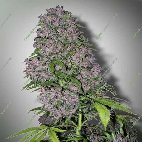 Purple Pineberry Regular Marijuana Strain by Secret Valley For Sale Online at Cannabis Seeds Outlet