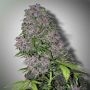 Purple Pineberry Regular Marijuana Strain by Secret Valley For Sale Online at Cannabis Seeds Outlet
