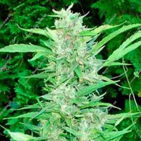 Top Dollar Regular Marijuana Strain by Secret Valley For Sale Online at Cannabis Seeds Outlet
