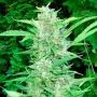 Top Dollar Regular Marijuana Strain by Secret Valley For Sale Online at Cannabis Seeds Outlet