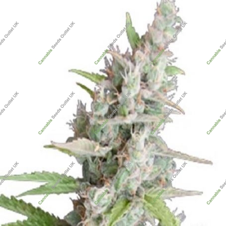 AK Auto Feminized Marijuana Strain by Seedmakers For Sale Online at Cannabis Seeds Outlet