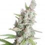 AK Auto Feminized Marijuana Strain by Seedmakers For Sale Online at Cannabis Seeds Outlet