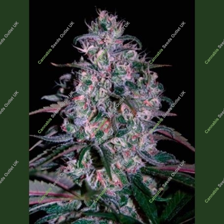 Alakazam Feminized Marijuana Strain by Seedmakers For Sale Online at Cannabis Seeds Outlet
