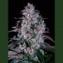 Alakazam Feminized Marijuana Strain by Seedmakers For Sale Online at Cannabis Seeds Outlet