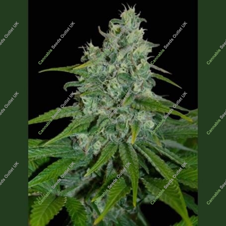 Automax Feminized Marijuana Strain by Seedmakers For Sale Online at Cannabis Seeds Outlet