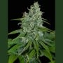 Automax Feminized Marijuana Strain by Seedmakers For Sale Online at Cannabis Seeds Outlet