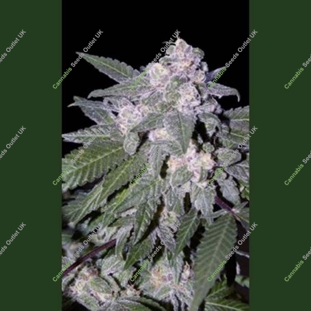 Blue Auto Feminized Marijuana Strain by Seedmakers For Sale Online at Cannabis Seeds Outlet