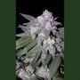 Blue Auto Feminized Marijuana Strain by Seedmakers For Sale Online at Cannabis Seeds Outlet