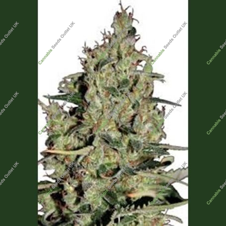 Critical Auto Feminized Marijuana Strain by Seedmakers For Sale Online at Cannabis Seeds Outlet