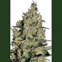 Critical Auto Feminized Marijuana Strain by Seedmakers For Sale Online at Cannabis Seeds Outlet