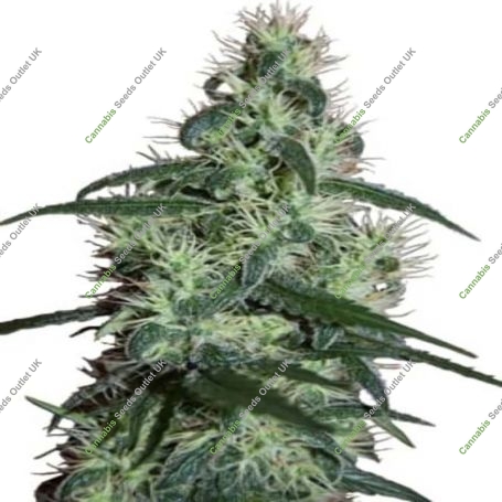 Blizzard Feminized Marijuana Strain by Seedmakers For Sale Online at Cannabis Seeds Outlet