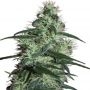 Blizzard Feminized Marijuana Strain by Seedmakers For Sale Online at Cannabis Seeds Outlet