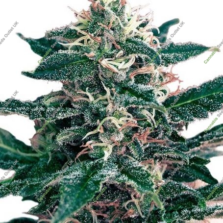 Cheex Feminized Marijuana Strain by Seedmakers For Sale Online at Cannabis Seeds Outlet