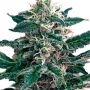 Cheex Feminized Marijuana Strain by Seedmakers For Sale Online at Cannabis Seeds Outlet