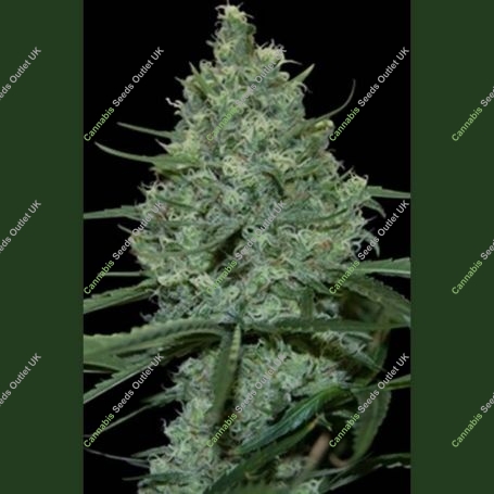 Critical Feminized Marijuana Strain by Seedmakers For Sale Online at Cannabis Seeds Outlet