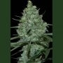 Critical Feminized Marijuana Strain by Seedmakers For Sale Online at Cannabis Seeds Outlet