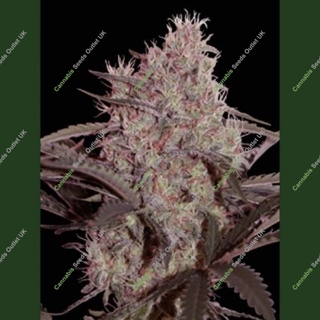 Jack Widow Feminized Marijuana Strain by Seedmakers For Sale Online at Cannabis Seeds Outlet