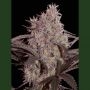 Jack Widow Feminized Marijuana Strain by Seedmakers For Sale Online at Cannabis Seeds Outlet