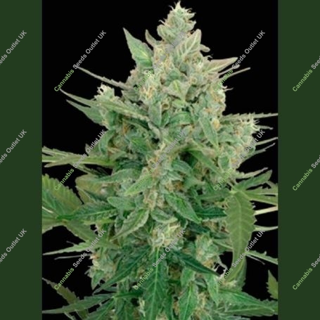 Lowdwarf Auto Feminized Marijuana Strain by Seedmakers For Sale Online at Cannabis Seeds Outlet