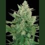 Lowdwarf Auto Feminized Marijuana Strain by Seedmakers For Sale Online at Cannabis Seeds Outlet